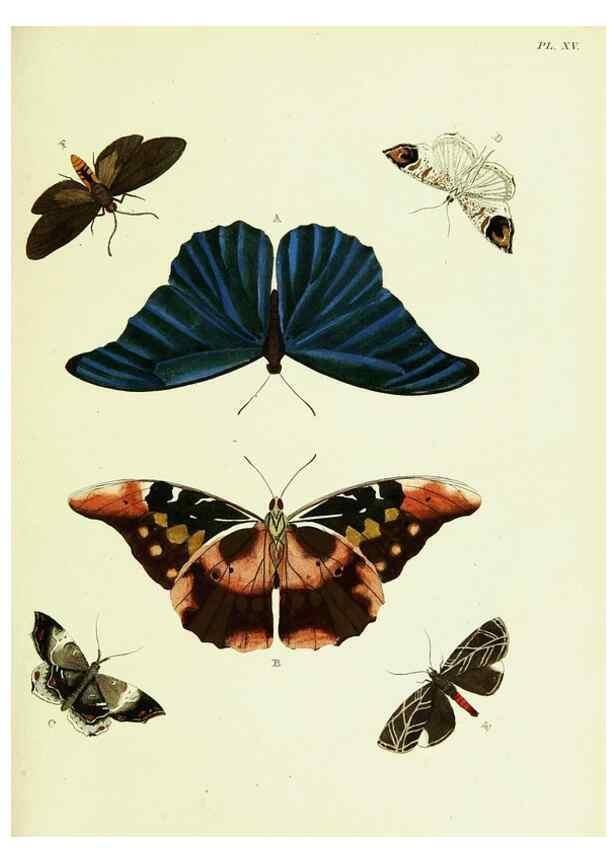 Reproducción/Reproduction 22420606450: De uitlandsche kapellen voorkomende in de drie waereld-deelen, Asia, Africa en America,. Amsteldam,Chez S. J. Baalde;1779-1782.