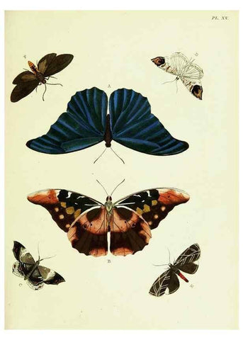 Reproducción/Reproduction 22420606450: De uitlandsche kapellen voorkomende in de drie waereld-deelen, Asia, Africa en America,. Amsteldam,Chez S. J. Baalde;1779-1782.