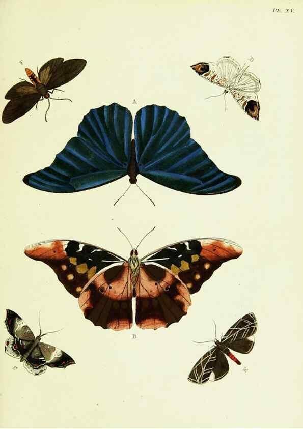 Reproducción/Reproduction 22420606450: De uitlandsche kapellen voorkomende in de drie waereld-deelen, Asia, Africa en America,. Amsteldam,Chez S. J. Baalde;1779-1782.