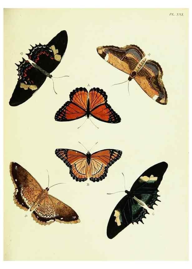 Reproducción/Reproduction 22595016692: De uitlandsche kapellen voorkomende in de drie waereld-deelen, Asia, Africa en America,. Amsteldam,Chez S. J. Baalde;1779-1782.