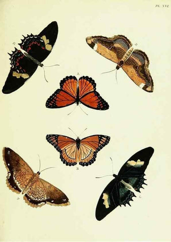 Reproducción/Reproduction 22595016692: De uitlandsche kapellen voorkomende in de drie waereld-deelen, Asia, Africa en America,. Amsteldam,Chez S. J. Baalde;1779-1782.