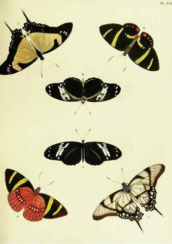 Reproducción/Reproduction 22608546885: De uitlandsche kapellen voorkomende in de drie waereld-deelen, Asia, Africa en America,. Amsteldam,Chez S. J. Baalde;1779-1782.