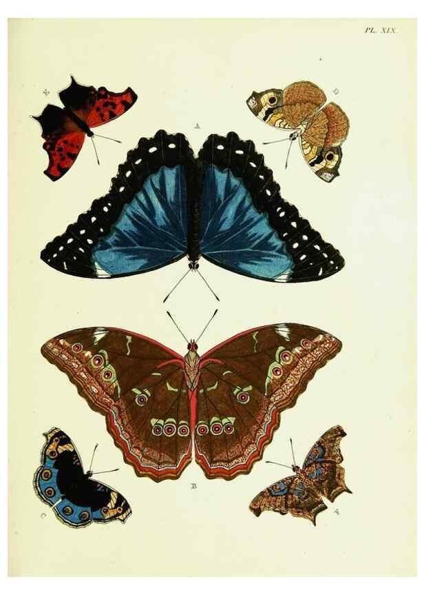 Reproducción/Reproduction 22619773391: De uitlandsche kapellen voorkomende in de drie waereld-deelen, Asia, Africa en America,. Amsteldam,Chez S. J. Baalde;1779-1782.