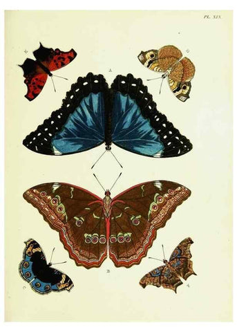Reproducción/Reproduction 22619773391: De uitlandsche kapellen voorkomende in de drie waereld-deelen, Asia, Africa en America,. Amsteldam,Chez S. J. Baalde;1779-1782.