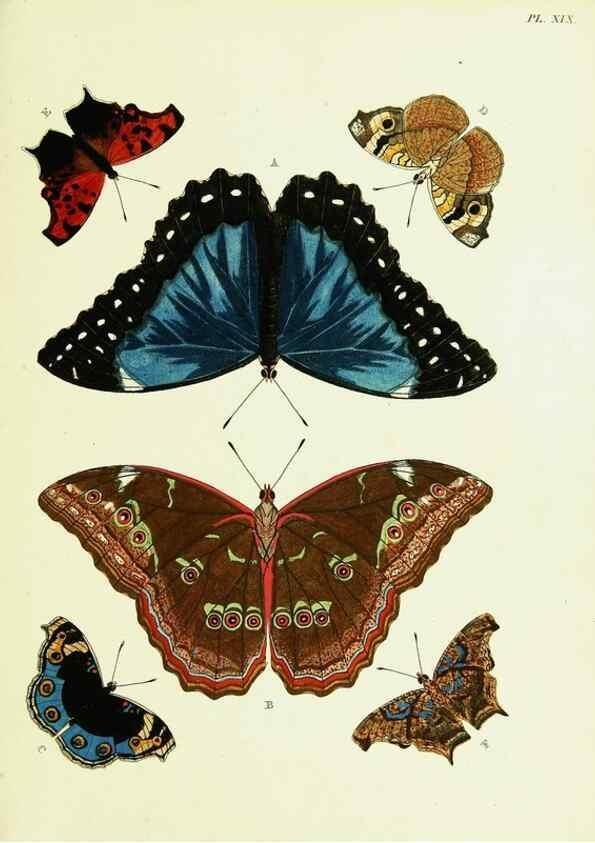 Reproducción/Reproduction 22619773391: De uitlandsche kapellen voorkomende in de drie waereld-deelen, Asia, Africa en America,. Amsteldam,Chez S. J. Baalde;1779-1782.