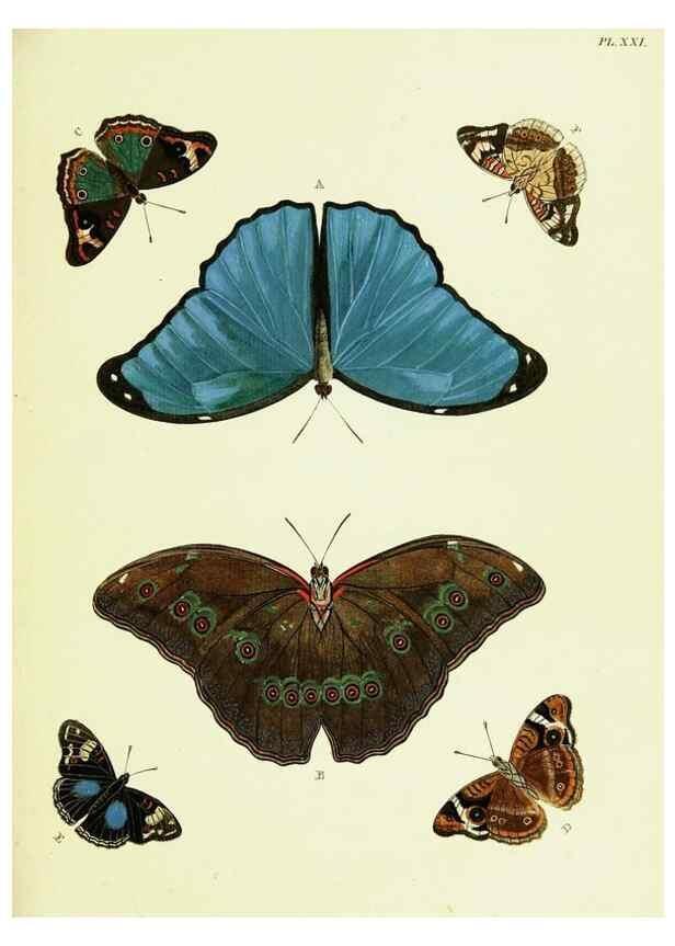 Reproducción/Reproduction 22582555406: De uitlandsche kapellen voorkomende in de drie waereld-deelen, Asia, Africa en America,. Amsteldam,Chez S. J. Baalde;1779-1782.