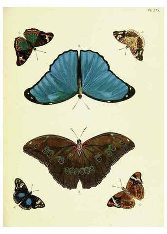 Reproducción/Reproduction 22582555406: De uitlandsche kapellen voorkomende in de drie waereld-deelen, Asia, Africa en America,. Amsteldam,Chez S. J. Baalde;1779-1782.