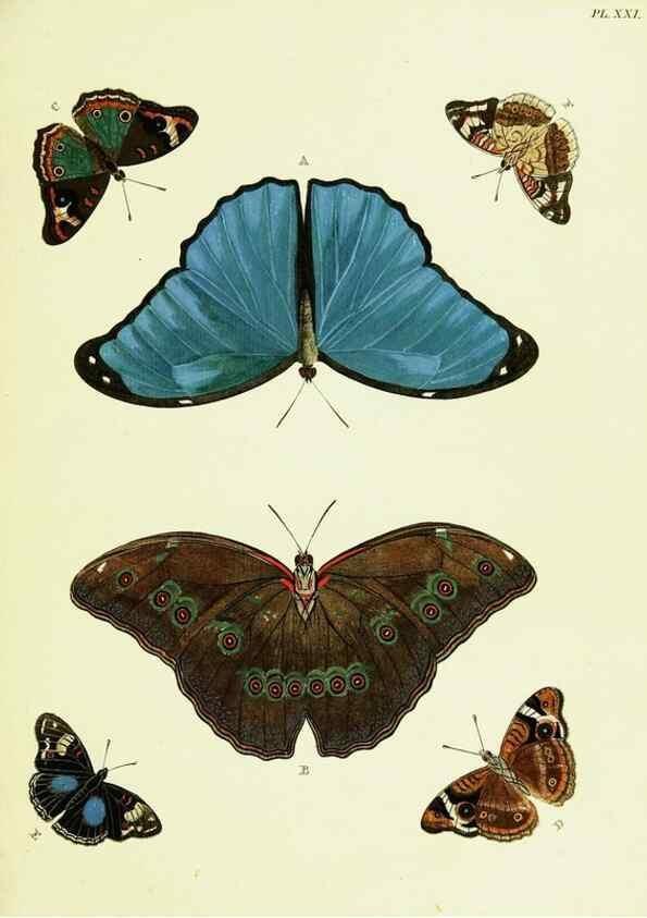 Reproducción/Reproduction 22582555406: De uitlandsche kapellen voorkomende in de drie waereld-deelen, Asia, Africa en America,. Amsteldam,Chez S. J. Baalde;1779-1782.
