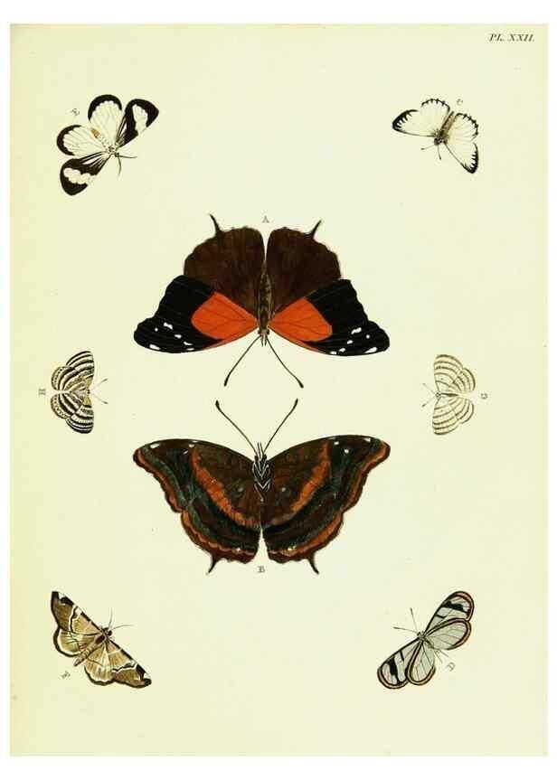 Reproducción/Reproduction 22582559706: De uitlandsche kapellen voorkomende in de drie waereld-deelen, Asia, Africa en America,. Amsteldam,Chez S. J. Baalde;1779-1782.