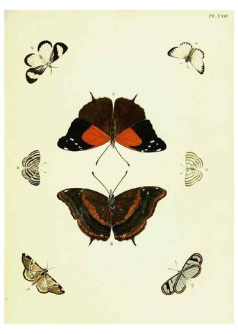 Reproducción/Reproduction 22582559706: De uitlandsche kapellen voorkomende in de drie waereld-deelen, Asia, Africa en America,. Amsteldam,Chez S. J. Baalde;1779-1782.