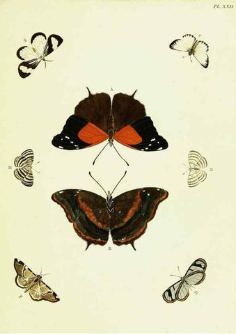 Reproducción/Reproduction 22582559706: De uitlandsche kapellen voorkomende in de drie waereld-deelen, Asia, Africa en America,. Amsteldam,Chez S. J. Baalde;1779-1782.