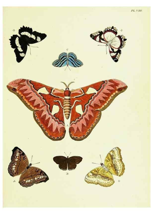Reproducción/Reproduction 22420576360: De uitlandsche kapellen voorkomende in de drie waereld-deelen, Asia, Africa en America,. Amsteldam,Chez S. J. Baalde;1779-1782.