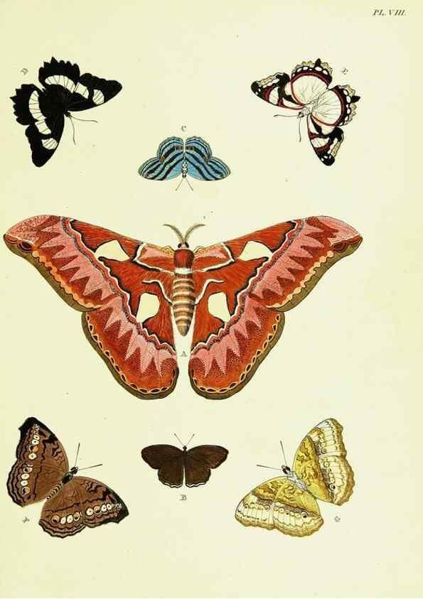 Reproducción/Reproduction 22420576360: De uitlandsche kapellen voorkomende in de drie waereld-deelen, Asia, Africa en America,. Amsteldam,Chez S. J. Baalde;1779-1782.