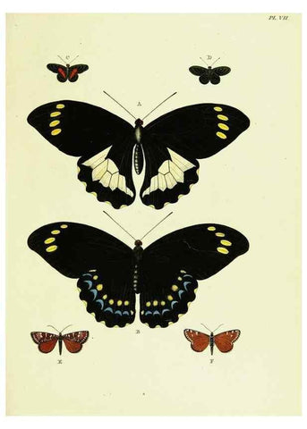 Reproducción/Reproduction 22594978022: De uitlandsche kapellen voorkomende in de drie waereld-deelen, Asia, Africa en America,. Amsteldam,Chez S. J. Baalde;1779-1782.