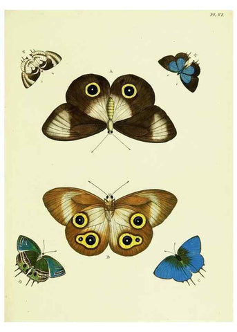 Reproducción/Reproduction 22582490716: De uitlandsche kapellen voorkomende in de drie waereld-deelen, Asia, Africa en America,. Amsteldam,Chez S. J. Baalde;1779-1782.