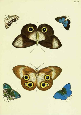 Reproducción/Reproduction 22582490716: De uitlandsche kapellen voorkomende in de drie waereld-deelen, Asia, Africa en America,. Amsteldam,Chez S. J. Baalde;1779-1782.