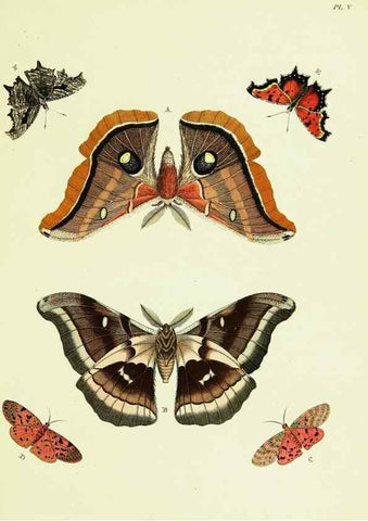 Reproducción/Reproduction 21987334353: De uitlandsche kapellen voorkomende in de drie waereld-deelen, Asia, Africa en America,. Amsteldam,Chez S. J. Baalde;1779-1782.