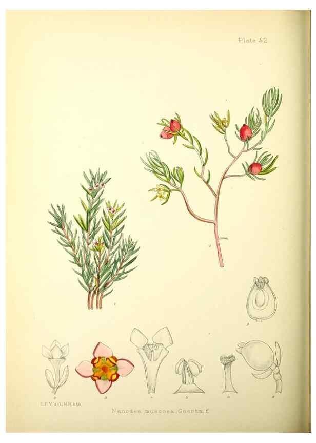 Reproducción/Reproduction 21790248234: Illustrations of the flowering plants and ferns of the Falkland Islands,. London,L. Reeve & Co.,1921.