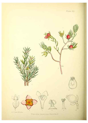Reproducción/Reproduction 21790248234: Illustrations of the flowering plants and ferns of the Falkland Islands,. London,L. Reeve & Co.,1921.