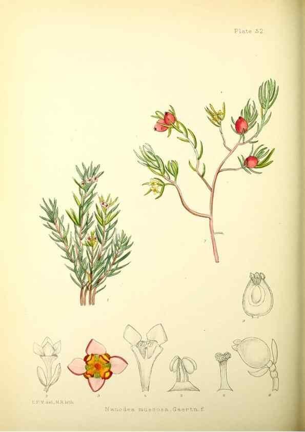 Reproducción/Reproduction 21790248234: Illustrations of the flowering plants and ferns of the Falkland Islands,. London,L. Reeve & Co.,1921.