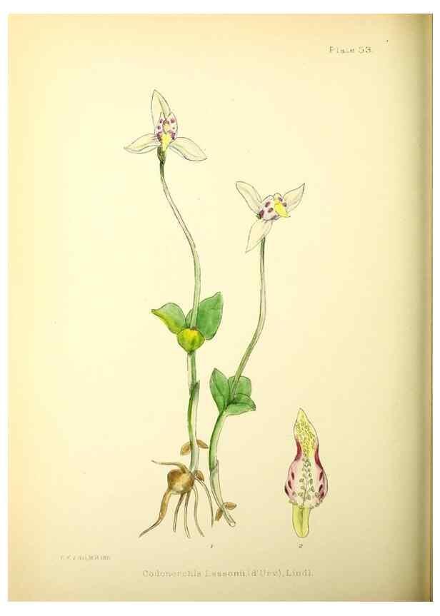 Reproducción/Reproduction 22226193449: Illustrations of the flowering plants and ferns of the Falkland Islands,. London,L. Reeve & Co.,1921.