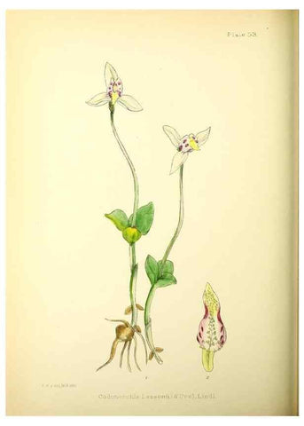 Reproducción/Reproduction 22226193449: Illustrations of the flowering plants and ferns of the Falkland Islands,. London,L. Reeve & Co.,1921.
