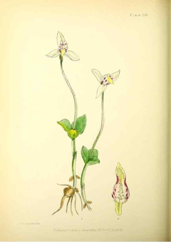 Reproducción/Reproduction 22226193449: Illustrations of the flowering plants and ferns of the Falkland Islands,. London,L. Reeve & Co.,1921.