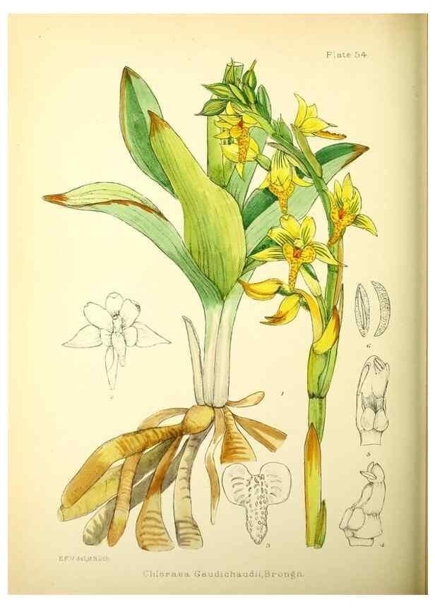 Reproducción/Reproduction 22225290128: Illustrations of the flowering plants and ferns of the Falkland Islands,. London,L. Reeve & Co.,1921.