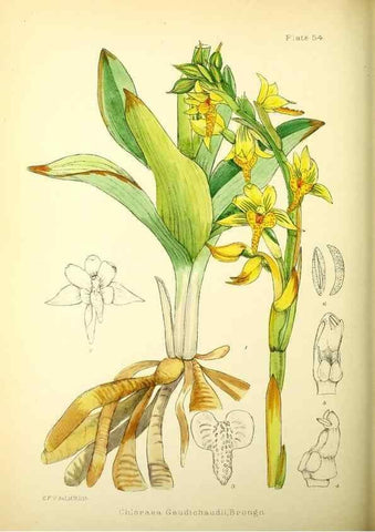 Reproducción/Reproduction 22225290128: Illustrations of the flowering plants and ferns of the Falkland Islands,. London,L. Reeve & Co.,1921.