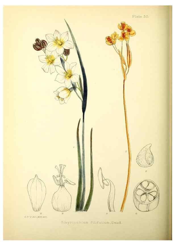 Reproducción/Reproduction 22226198299: Illustrations of the flowering plants and ferns of the Falkland Islands,. London,L. Reeve & Co.,1921.