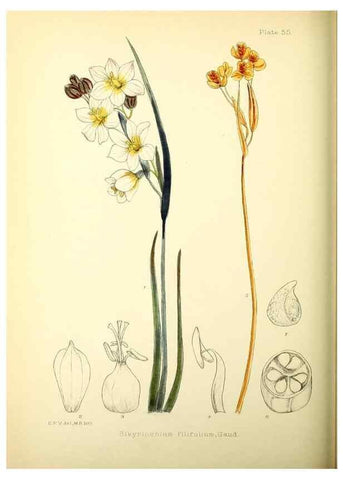 Reproducción/Reproduction 22226198299: Illustrations of the flowering plants and ferns of the Falkland Islands,. London,L. Reeve & Co.,1921.