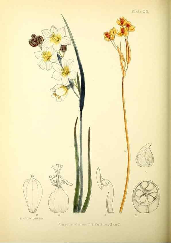 Reproducción/Reproduction 22226198299: Illustrations of the flowering plants and ferns of the Falkland Islands,. London,L. Reeve & Co.,1921.