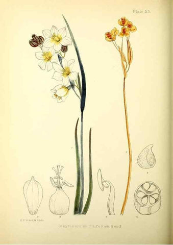 Reproducción/Reproduction 22226198299: Illustrations of the flowering plants and ferns of the Falkland Islands,. London,L. Reeve & Co.,1921.