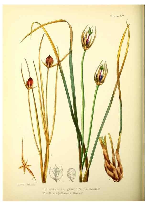 Reproducción/Reproduction 21791904703: Illustrations of the flowering plants and ferns of the Falkland Islands,. London,L. Reeve & Co.,1921.
