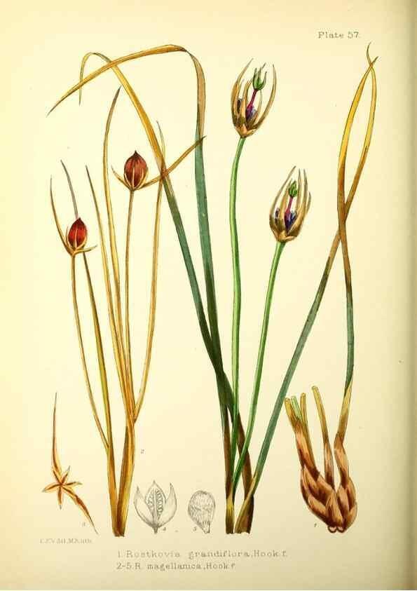 Reproducción/Reproduction 21791904703: Illustrations of the flowering plants and ferns of the Falkland Islands,. London,L. Reeve & Co.,1921.