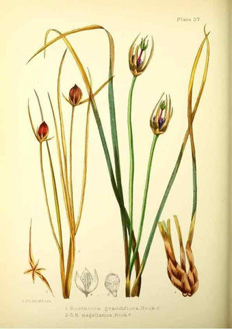 Reproducción/Reproduction 21791904703: Illustrations of the flowering plants and ferns of the Falkland Islands,. London,L. Reeve & Co.,1921.