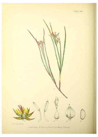 Reproducción/Reproduction 22226205299: Illustrations of the flowering plants and ferns of the Falkland Islands,. London,L. Reeve & Co.,1921.