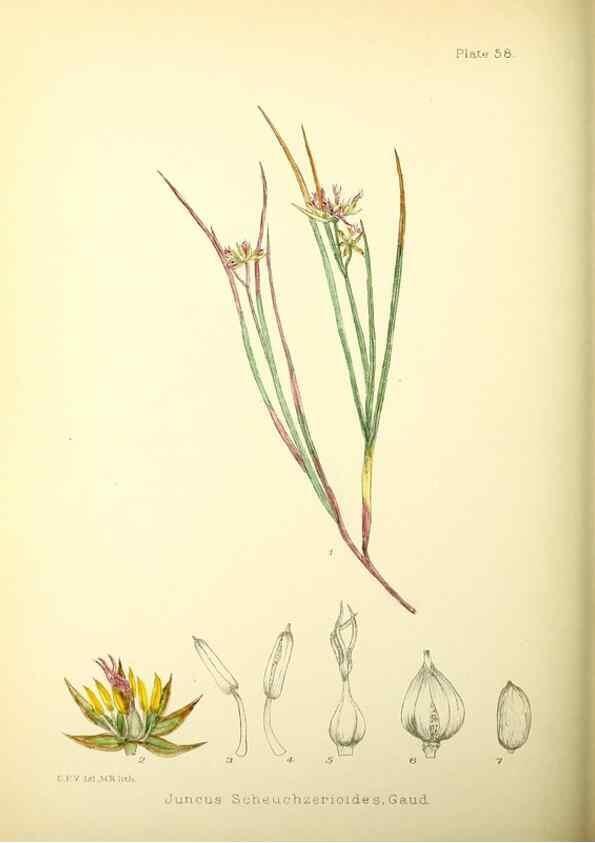 Reproducción/Reproduction 22226205299: Illustrations of the flowering plants and ferns of the Falkland Islands,. London,L. Reeve & Co.,1921.