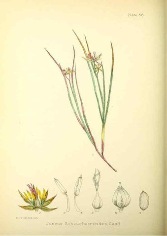 Reproducción/Reproduction 22226205299: Illustrations of the flowering plants and ferns of the Falkland Islands,. London,L. Reeve & Co.,1921.