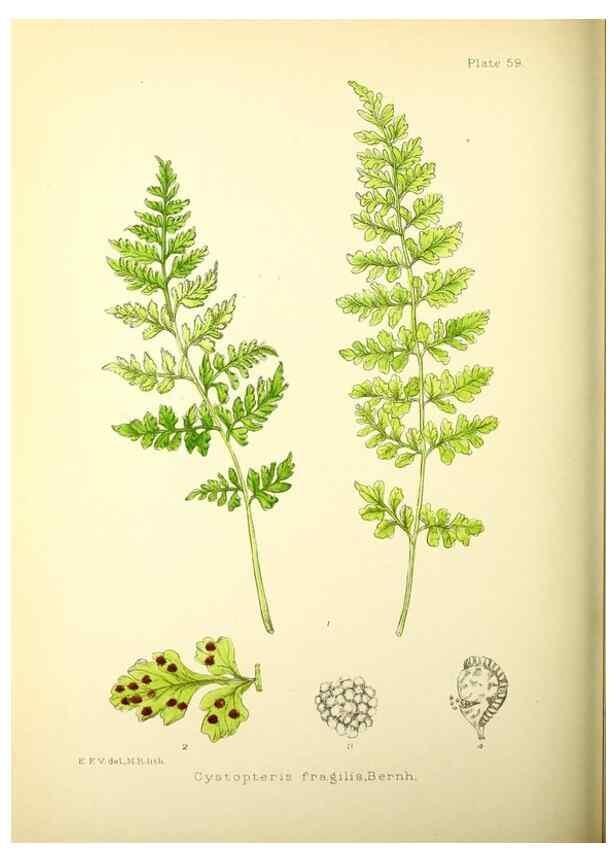 Reproducción/Reproduction 21790265434: Illustrations of the flowering plants and ferns of the Falkland Islands,. London,L. Reeve & Co.,1921.