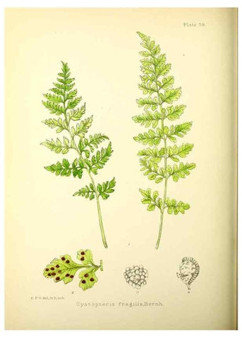 Reproducción/Reproduction 21790265434: Illustrations of the flowering plants and ferns of the Falkland Islands,. London,L. Reeve & Co.,1921.