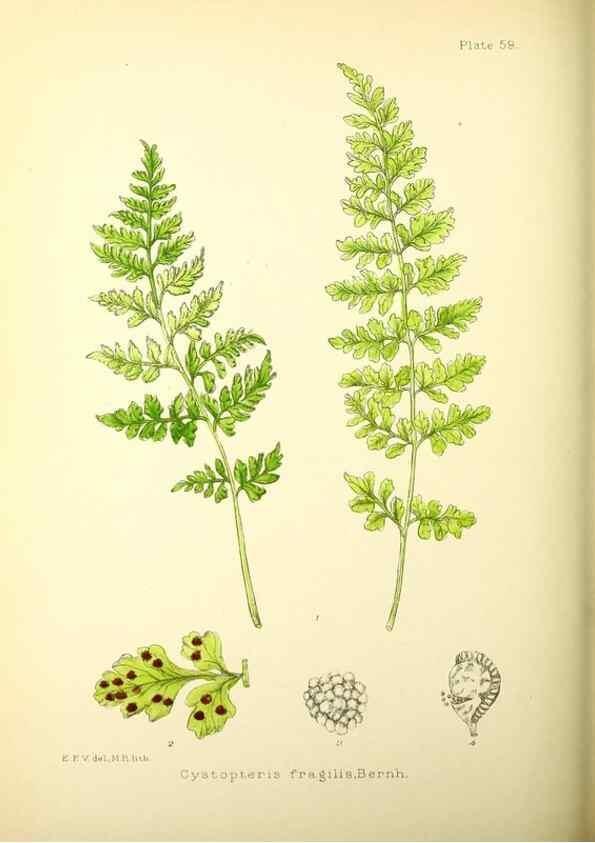 Reproducción/Reproduction 21790265434: Illustrations of the flowering plants and ferns of the Falkland Islands,. London,L. Reeve & Co.,1921.