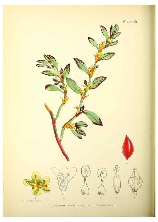 Reproducción/Reproduction 22399800392: Illustrations of the flowering plants and ferns of the Falkland Islands,. London,L. Reeve & Co.,1921.