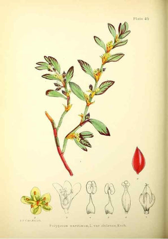 Reproducción/Reproduction 22399800392: Illustrations of the flowering plants and ferns of the Falkland Islands,. London,L. Reeve & Co.,1921.