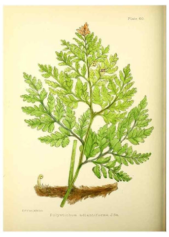 Reproducción/Reproduction 21791911723: Illustrations of the flowering plants and ferns of the Falkland Islands,. London,L. Reeve & Co.,1921.