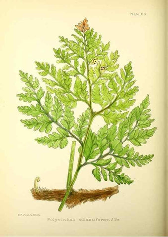 Reproducción/Reproduction 21791911723: Illustrations of the flowering plants and ferns of the Falkland Islands,. London,L. Reeve & Co.,1921.
