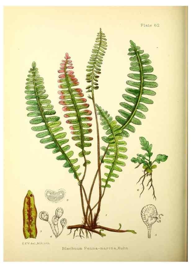 Reproducción/Reproduction 22225061100: Illustrations of the flowering plants and ferns of the Falkland Islands,. London,L. Reeve & Co.,1921.