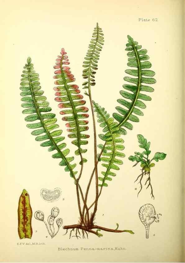 Reproducción/Reproduction 22225061100: Illustrations of the flowering plants and ferns of the Falkland Islands,. London,L. Reeve & Co.,1921.