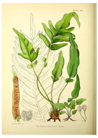 Reproducción/Reproduction 22226221169: Illustrations of the flowering plants and ferns of the Falkland Islands,. London,L. Reeve & Co.,1921.