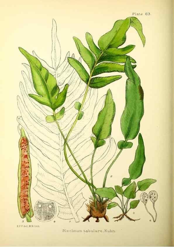 Reproducción/Reproduction 22226221169: Illustrations of the flowering plants and ferns of the Falkland Islands,. London,L. Reeve & Co.,1921.